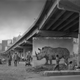 ‘Underpass With Rhino and Egret’